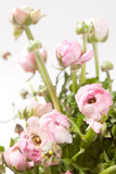 Fototapeta Tulipany - pink Ranunculus