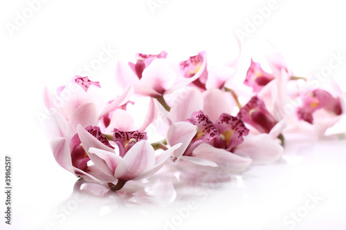 orchidea-na-bialym-tle