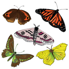 Wall Mural - original hand drawing of butterfly