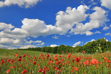 Wall Mural - Spring sunny day on a green meadow