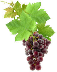 Canvas Print - grappe de raisin avec feuilles de vigne