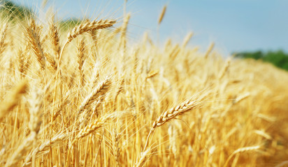 Wall Mural - Grain field