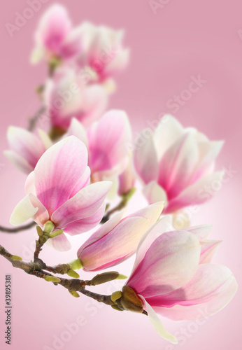 Naklejki magnolia  rozowe-kwiaty-magnolii