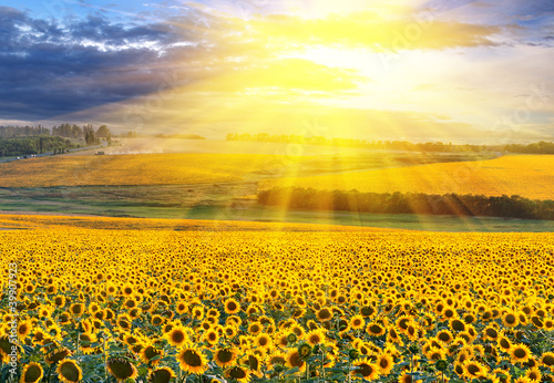 Fotorollo basic - Sunset over the field (von Artur)