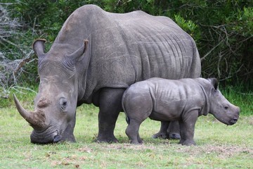 Wall Mural - baby rhinoceros and mom