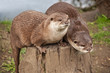 Otters sitting on tree trunk