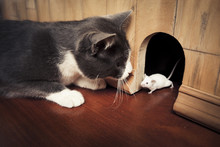 Cat Staring At A Mouse Coming Out Of It's Hole