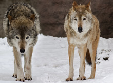 Two Wolfs On The Snow Landscape