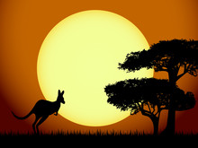 Kangaroo At Sunset