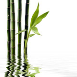 Fototapeta Sypialnia - Young spouting bamboo with reflection