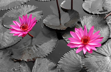 Wall Mural - pink lotus on the river