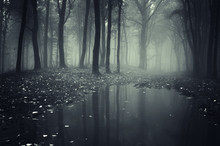Pond In A Forest With Fog