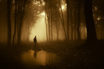 Wall Mural - man in a forest reflecting in a pond after rain