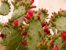 Red Flowering Cactus Plant