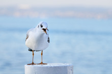 Juvenile Yellow-legged Gull Calling, Front View