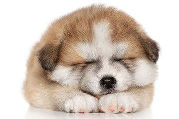 Poster - Akita Inu Puppy Sleep