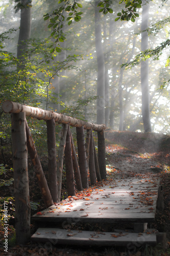 Nowoczesny obraz na płótnie Park