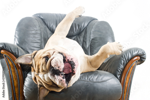 Tapeta ścienna na wymiar Happy lazy dog Bulldog on a sofa