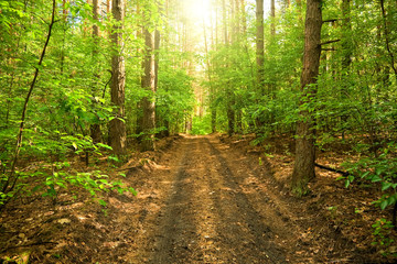Wall Mural - The road through the forest