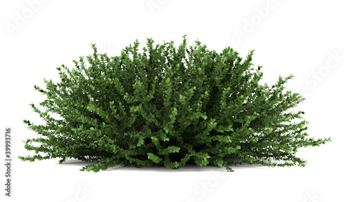 Fotografía coral beauty bush isolated on white background