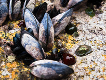 Mussels On Rock