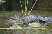 Young American Alligator With Mouth Open Basking In The Sun