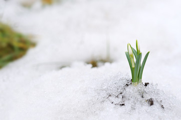 Wall Mural - Snowdrop and Snow