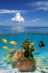 Seascape over and under water surface with cloud and blue sky above waterline and coral with tropical fish underwater, Bahamas