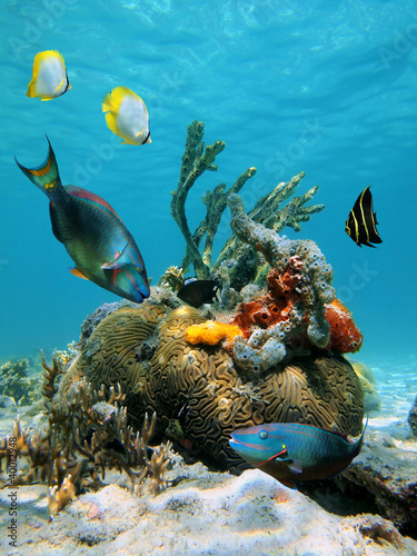 Naklejka na szybę Water surface and marine life