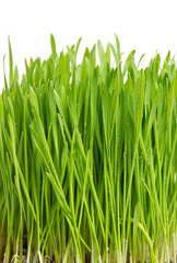 Canvas Print - fresh green spring grass with water drops