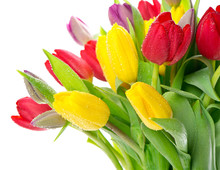 Colorful Bouquet Of Fresh Spring Tulip Flowers