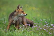 Fox looking up with flowers