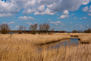 Sticker - Colorful landscape with a creek and reeds