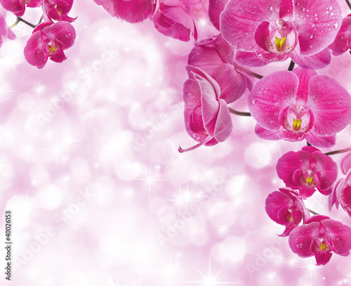 Plakat na zamówienie Orchid flowers with water drops, greetings card