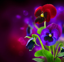 Spring Flowers Pansy Over Black