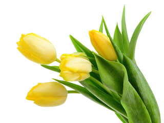 Wall Mural - tulips bouquet on the white background