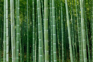  gęsty las bambusowy