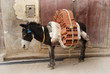 A working donkey in Fes, Morocco