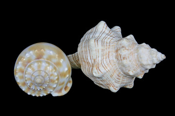 Two isolated conch shells on black background