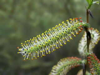 Close up of yellow and red willow catkin