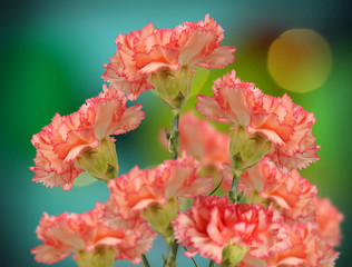 Wall Mural - colorful pink  carnation flowers on bokeh background