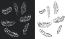 Set Of Vector Feathers