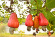 Cashew nuts growing on a tree