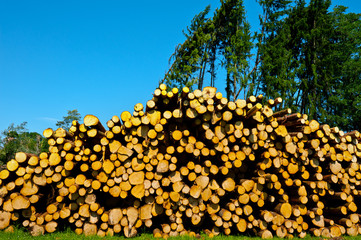 Canvas Print - Logging