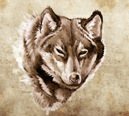 Papier Peint - Sketch of tattoo art, Illustration of a Wolf head