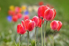 Red Tulip Flowers In The Garden