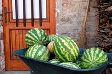 Water Melons In A Green Wheel Barrow