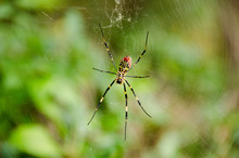 Spider, Nephila Clavata