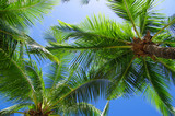 Fototapeta Na sufit - palm tree