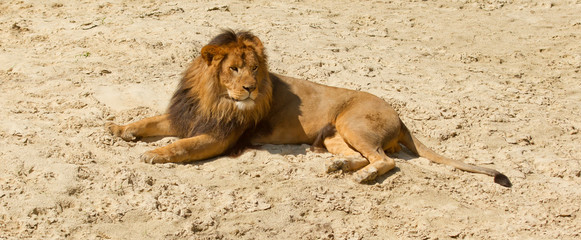 Lion resting